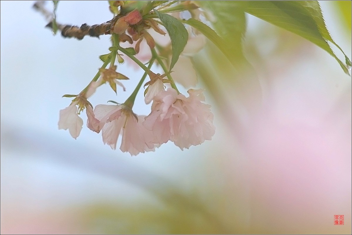 【雨打樱花】拍于成山公寓花园