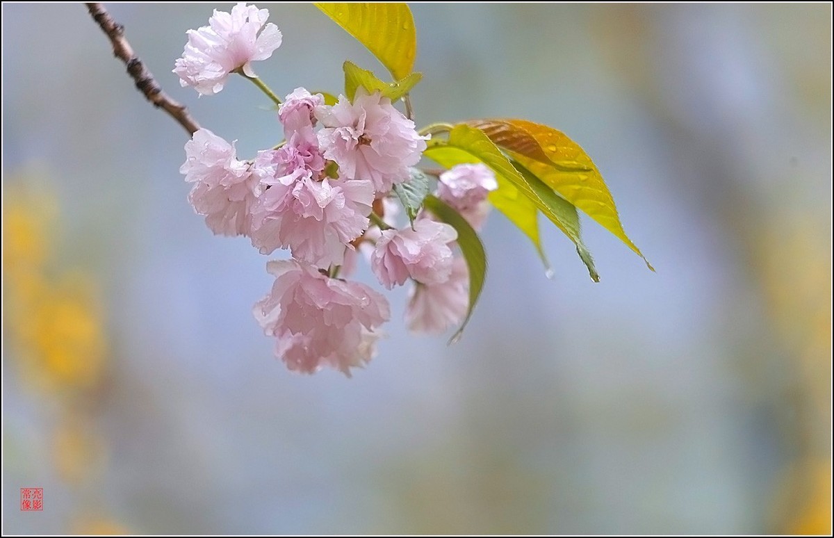 【雨打樱花】拍于成山公寓花园