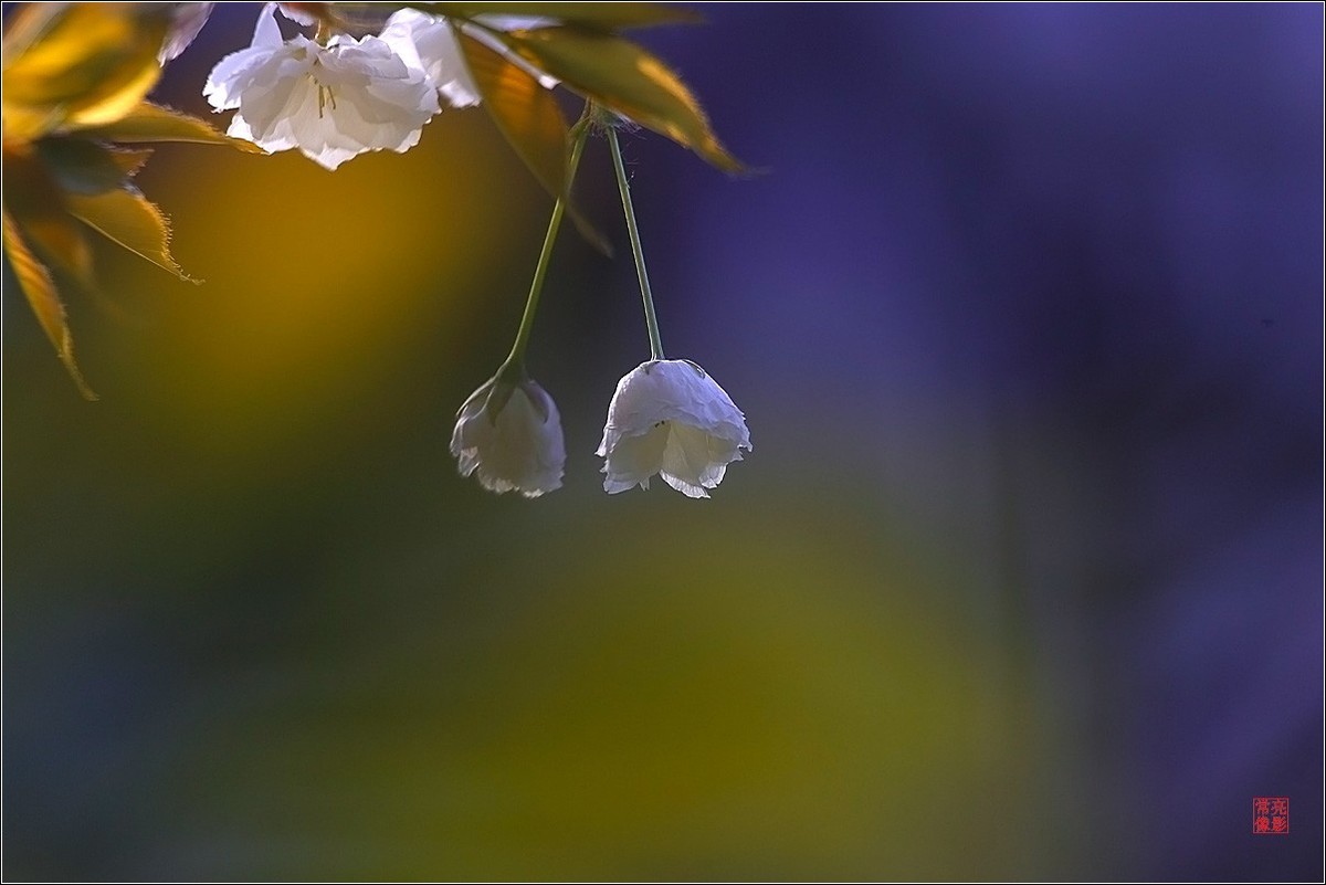 【雨打樱花】拍于成山公寓花园