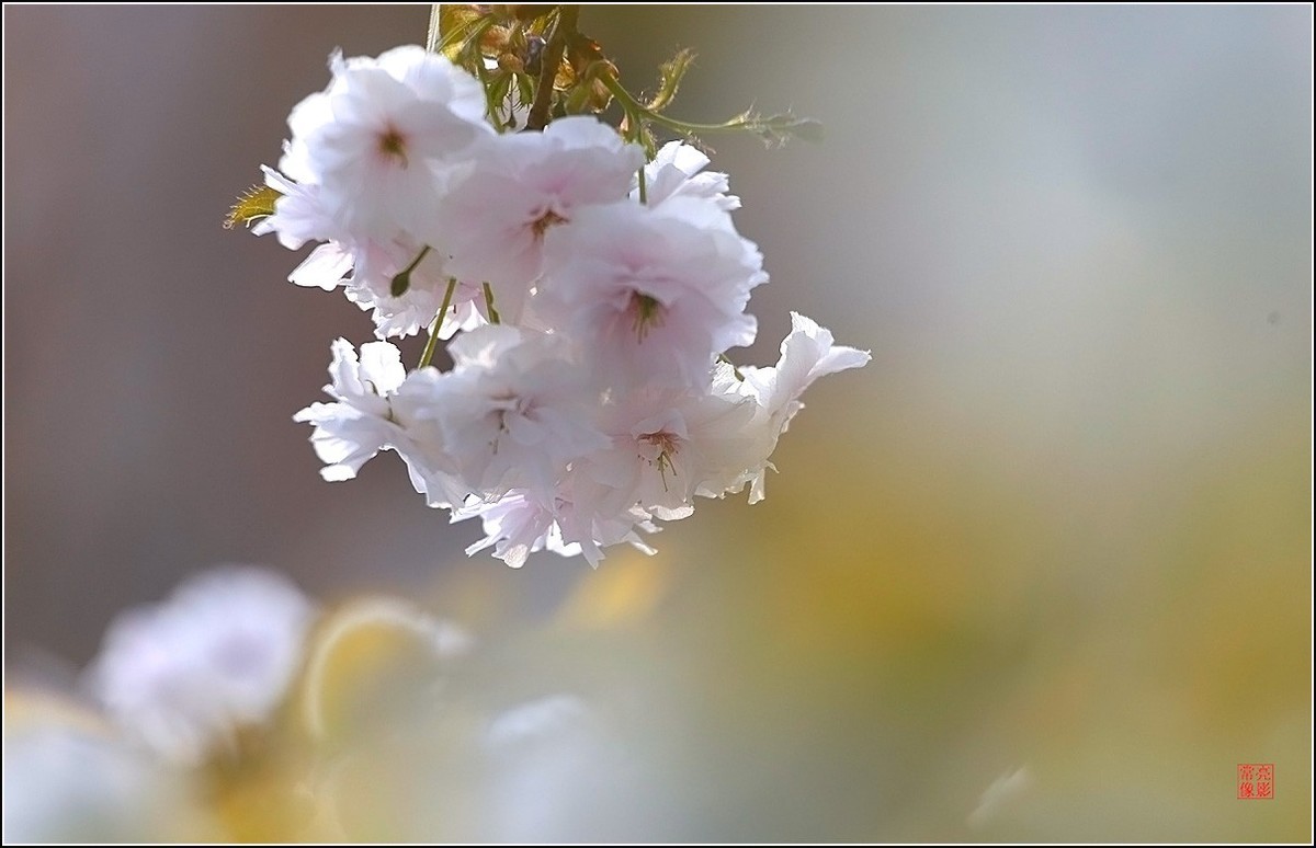 【雨打樱花】拍于成山公寓花园