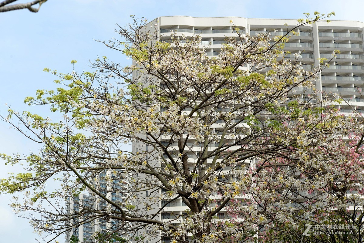 尼康610+图丽80-400