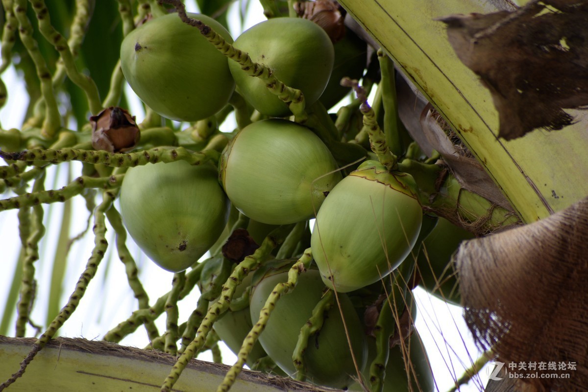 尼康610+图丽80-400
