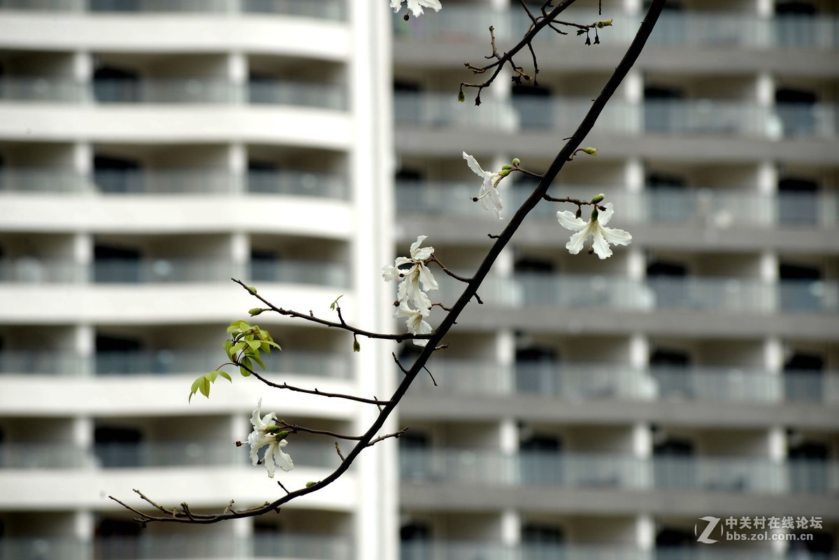 尼康610+图丽80-400