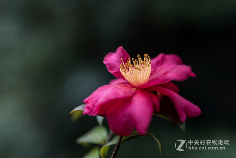 适马镜头调焦底座（SIGMA USB DOCK UD-01）应用实例分析