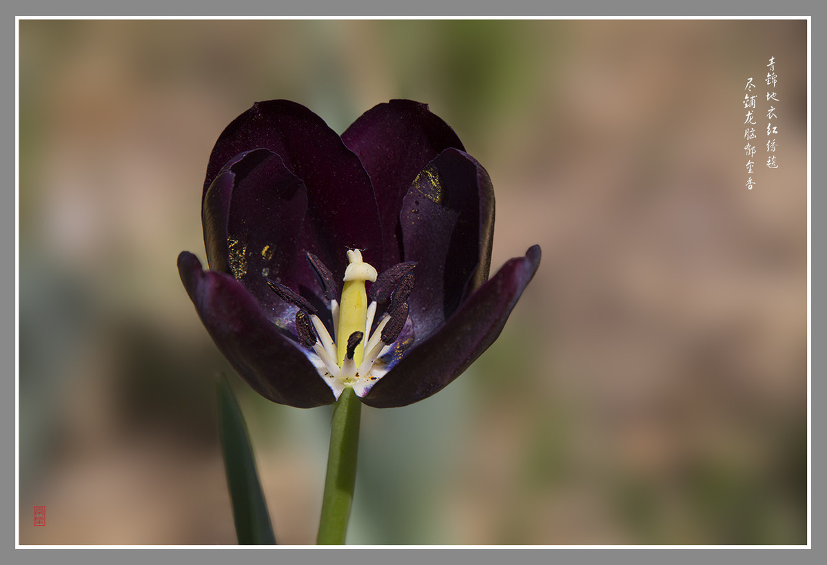 郁金香--恭贺“晚之秋”好友荣任佳能5DsR版主