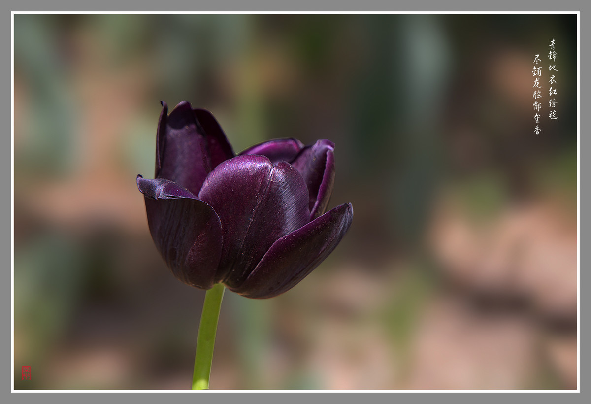 郁金香--恭贺“晚之秋”好友荣任佳能5DsR版主