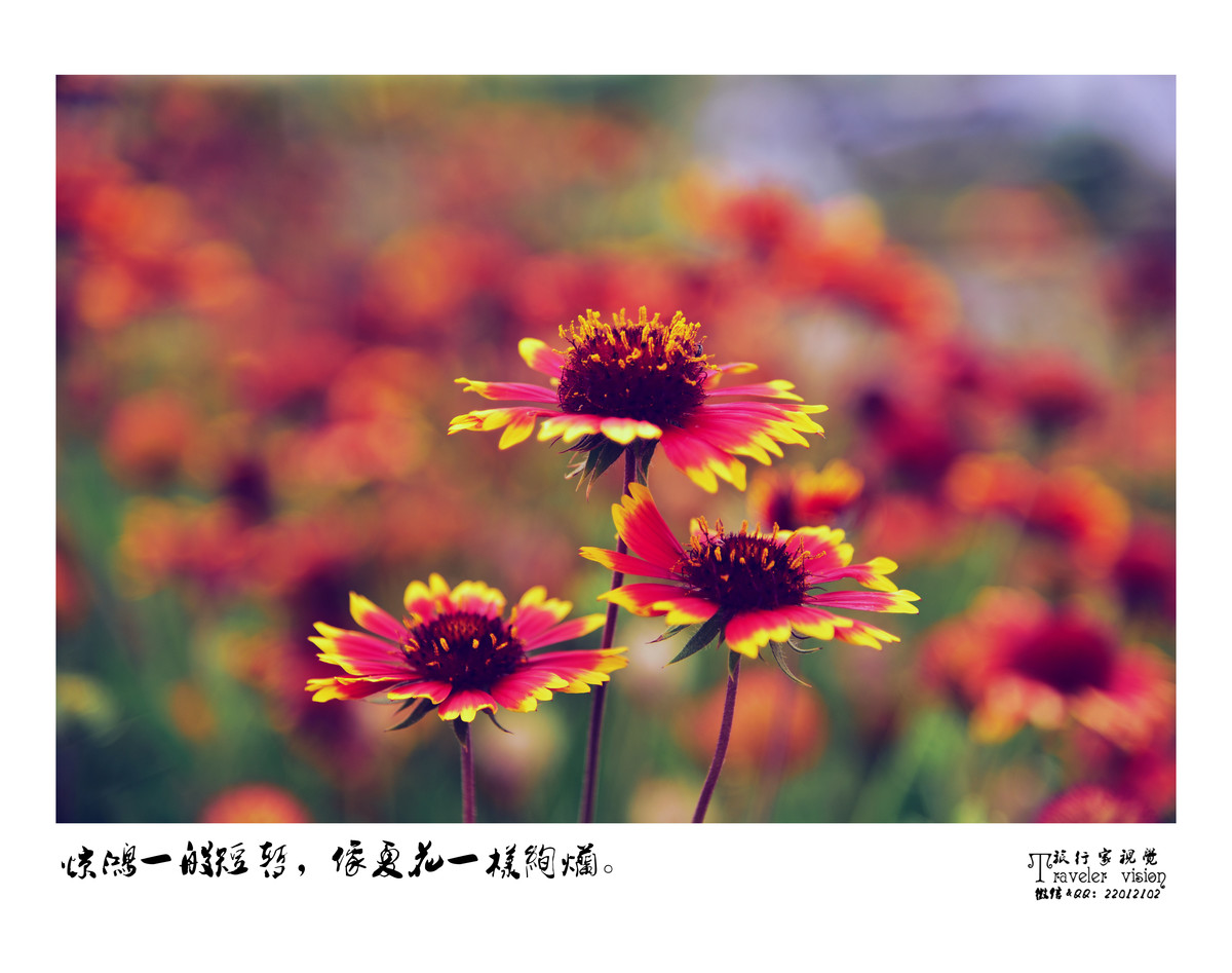 生如夏花
