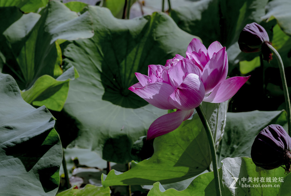 【德头日头】一样的荷花不一样的色彩