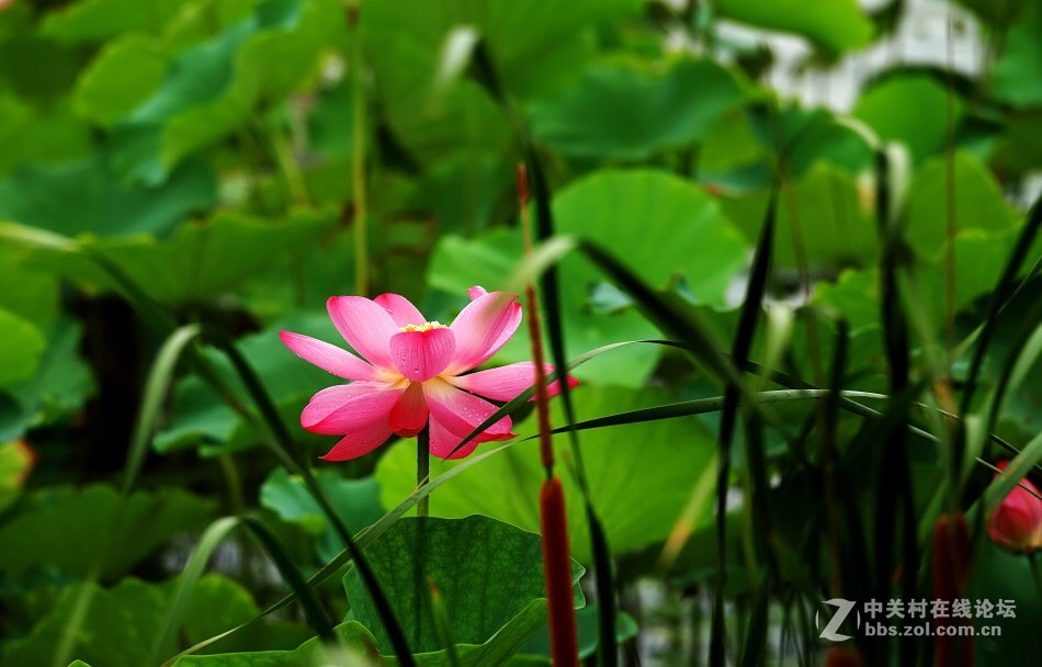 【德头日头】一样的荷花不一样的色彩