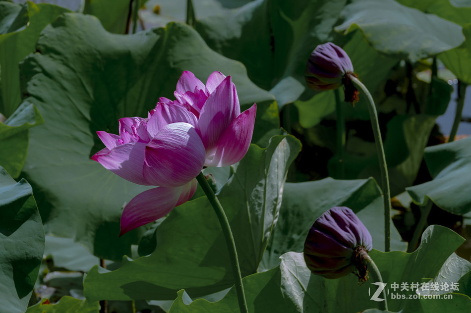 【德头日头】一样的荷花不一样的色彩
