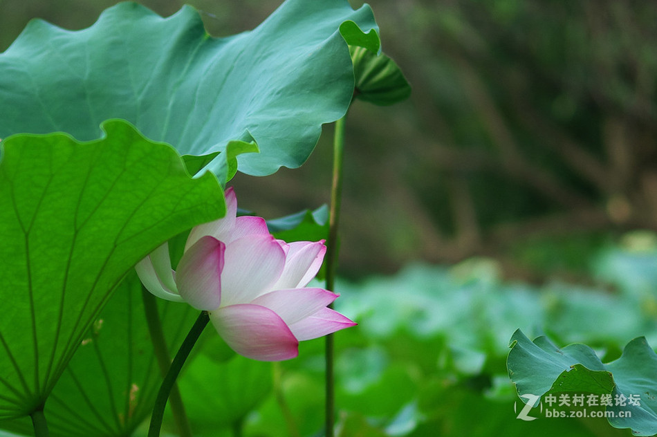 【德头日头】一样的荷花不一样的色彩