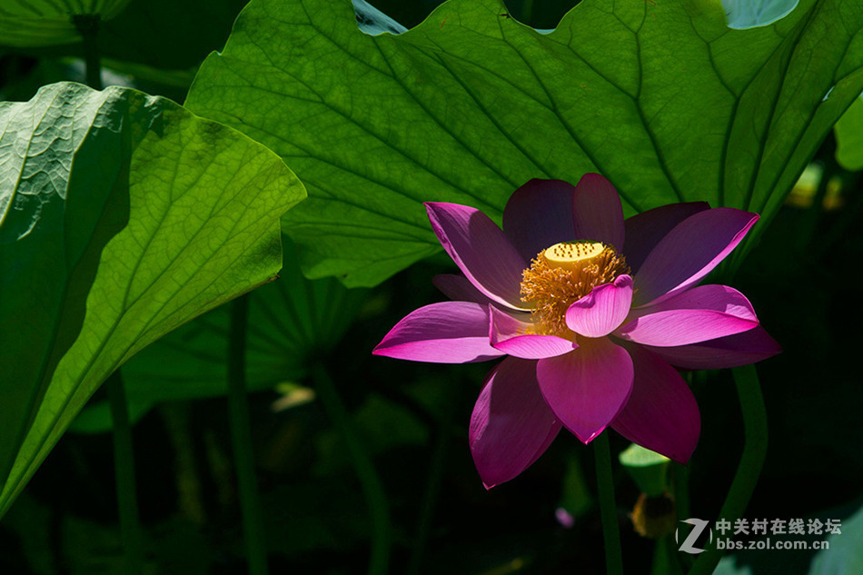 【德头日头】一样的荷花不一样的色彩