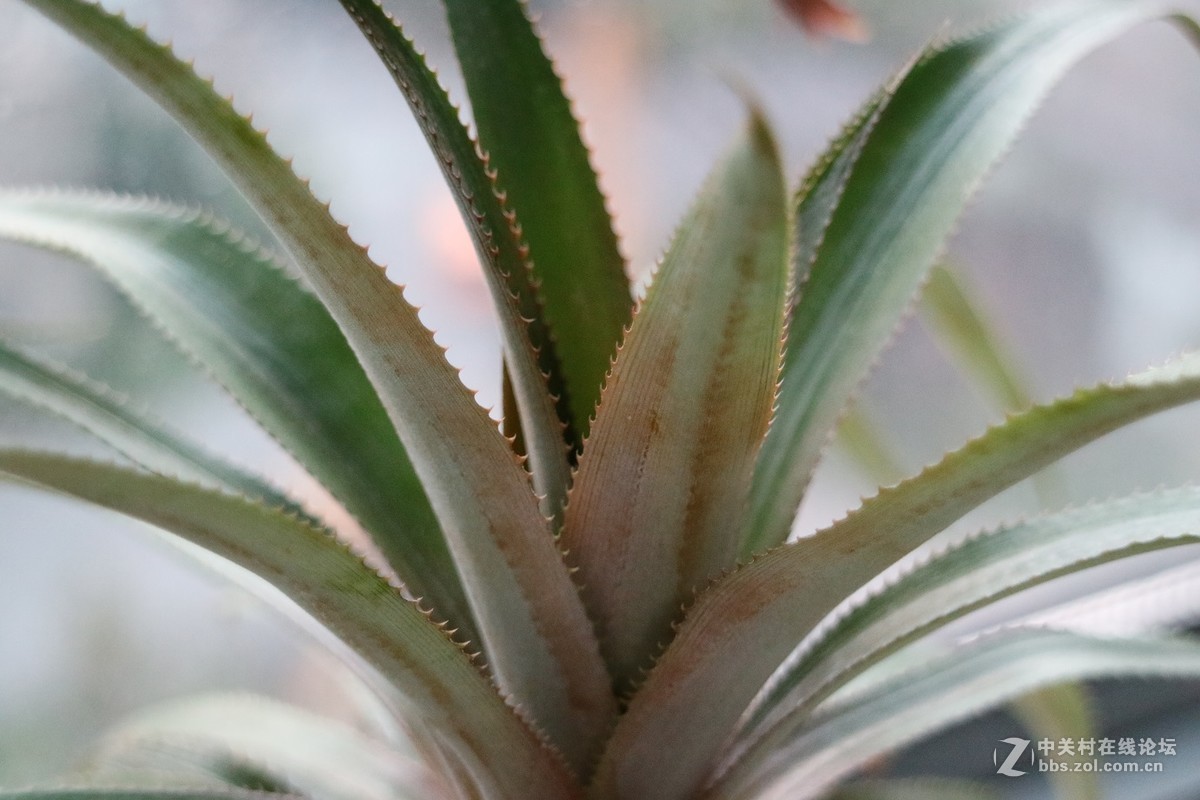 新手试拍（第二弹）！望指教