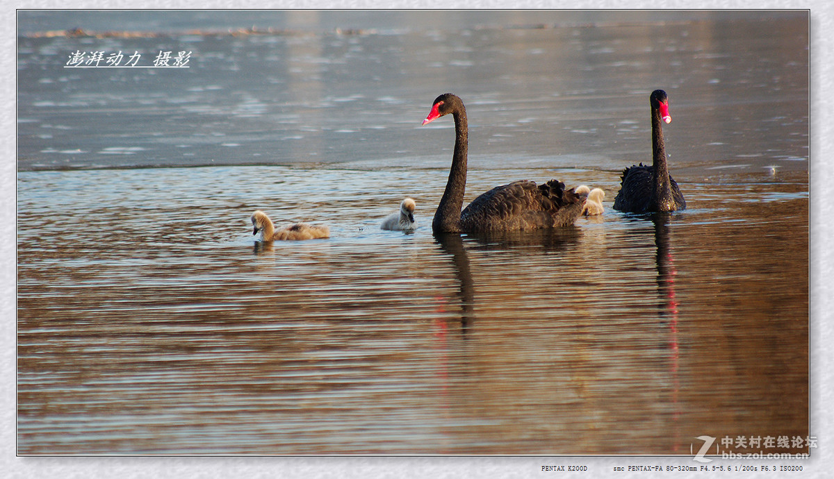 温暖和谐黑天鹅一家