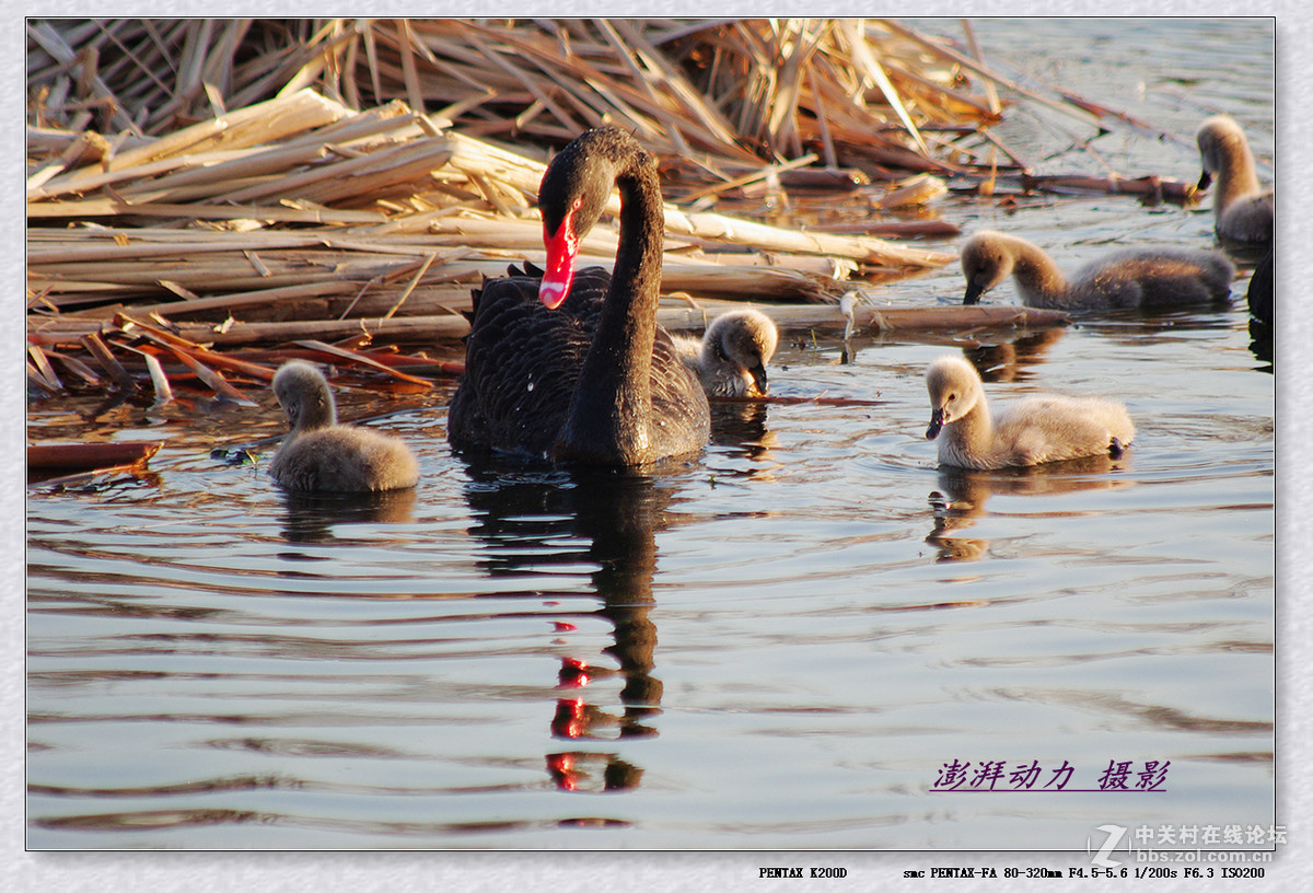 温暖和谐黑天鹅一家