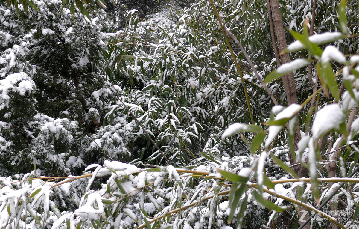 雪打竹林     2