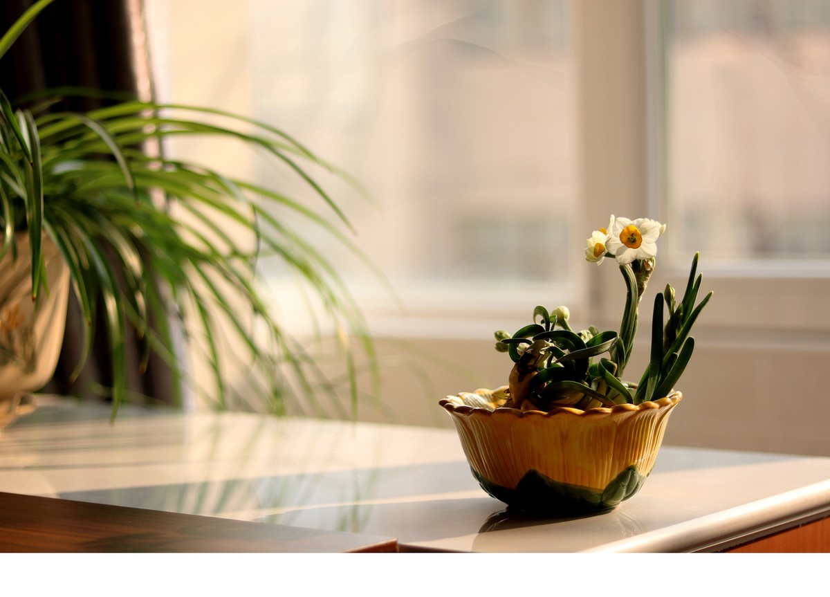 窗外阳光融融室内水仙飘香