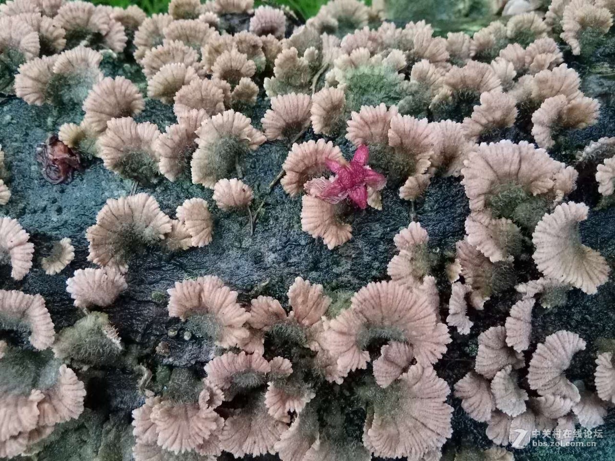 你一生都没有见过的