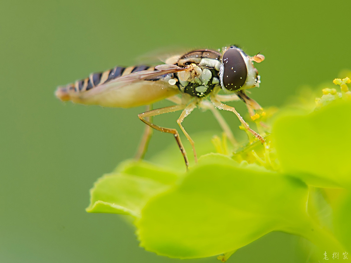 采花粉的食蚜蝇