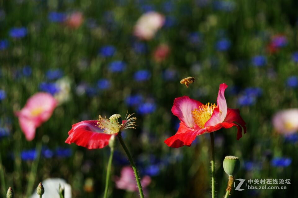 周末去西咸新区秦汉新城周陵镇新庄看花海