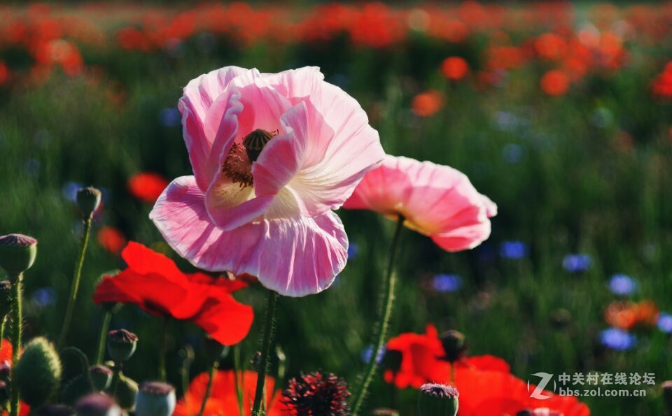 周末去西咸新区秦汉新城周陵镇新庄看花海