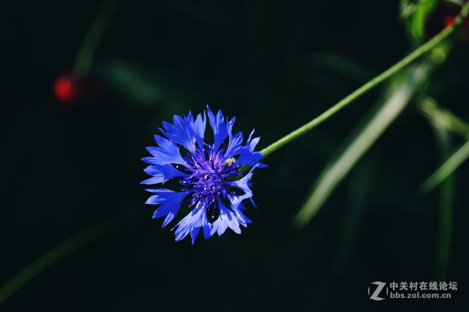 周末去西咸新区秦汉新城周陵镇新庄看花海