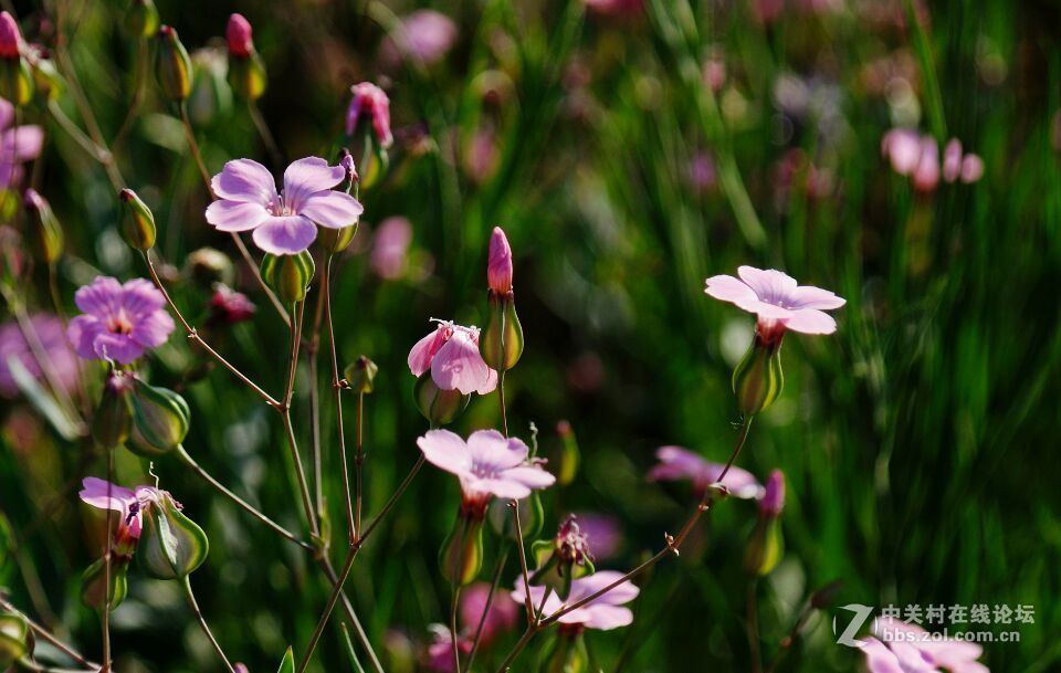 周末去西咸新区秦汉新城周陵镇新庄看花海