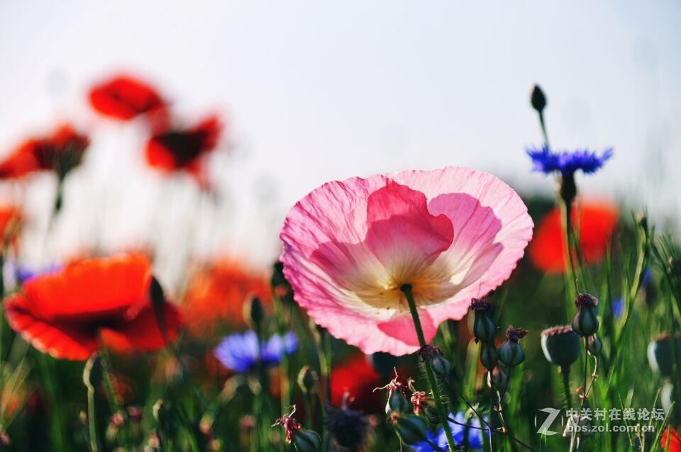 周末去西咸新区秦汉新城周陵镇新庄看花海