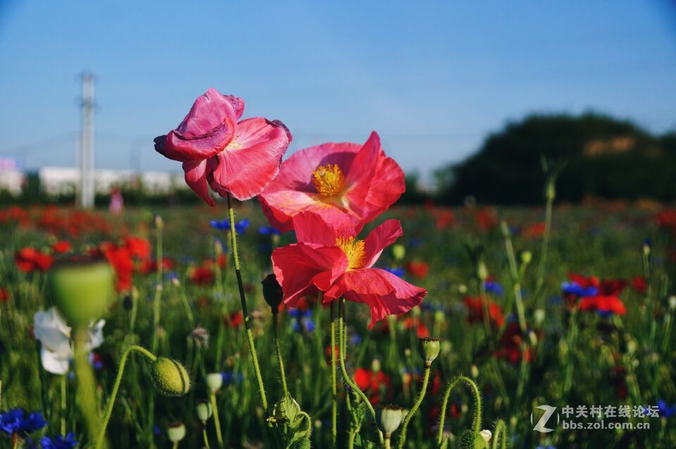 周末去西咸新区秦汉新城周陵镇新庄看花海