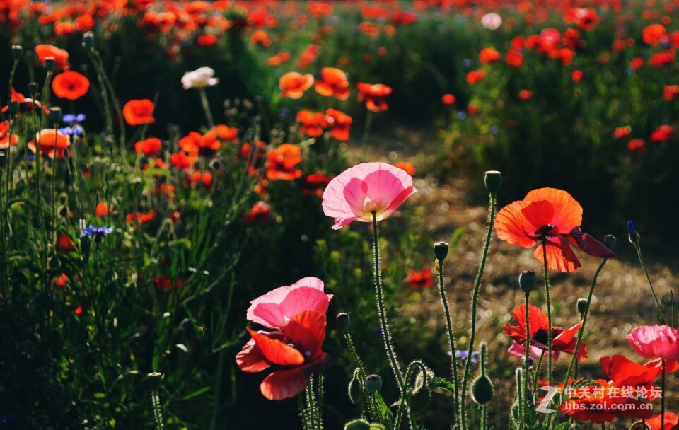 周末去西咸新区秦汉新城周陵镇新庄看花海