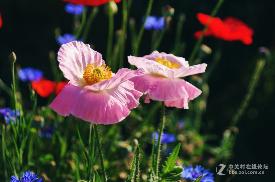周末去西咸新区秦汉新城周陵镇新庄看花海