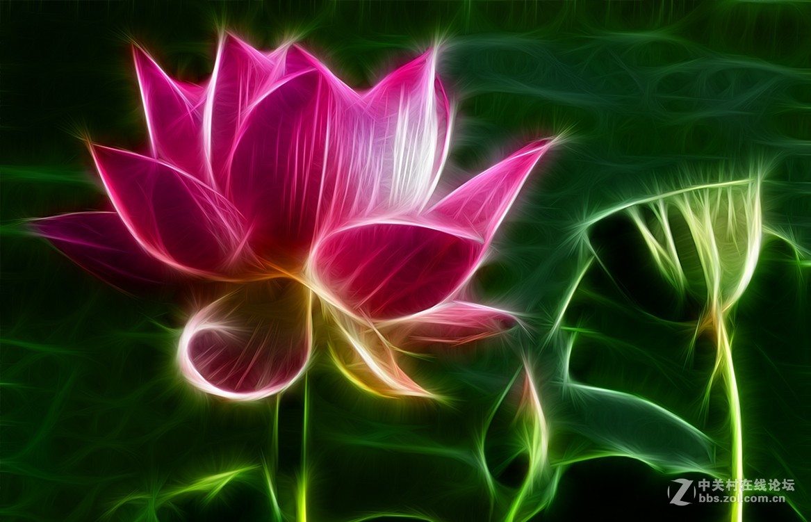 荷花后期艺术滤镜