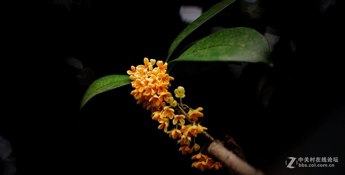 秋雨绵绵，桂花鲜艳。《一》