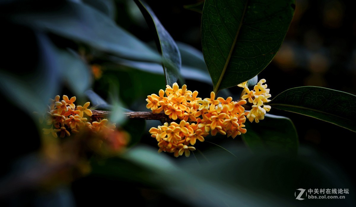 秋雨绵绵，桂花鲜艳。《一》