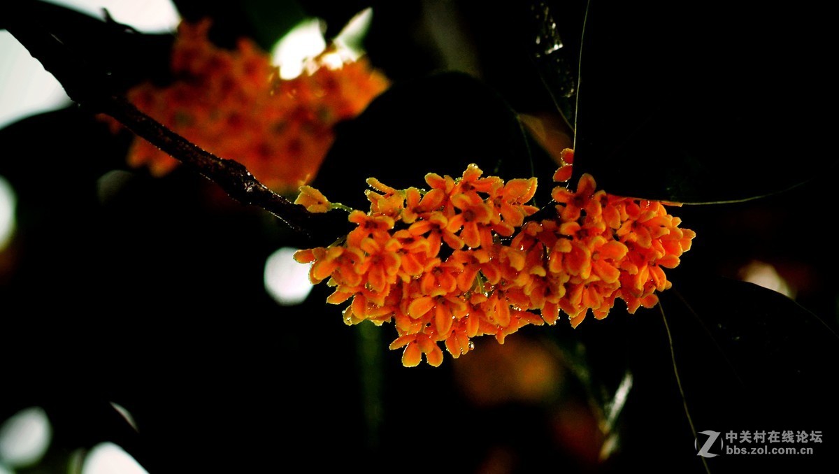 秋雨绵绵，桂花鲜艳。《一》
