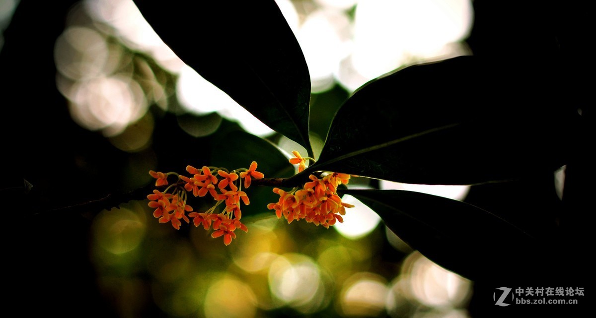 秋雨绵绵，桂花鲜艳。《一》
