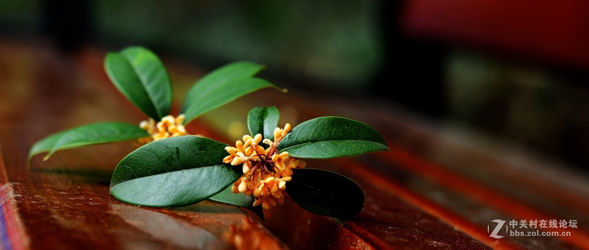 秋雨绵绵，桂花鲜艳。《一》