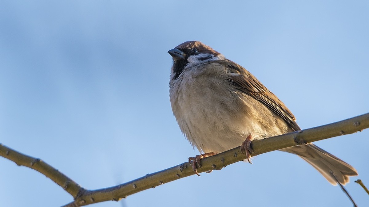 上传两张 还是没数据，imac系统的问题？