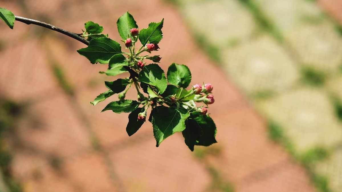 校園裡的花兒沙果花2