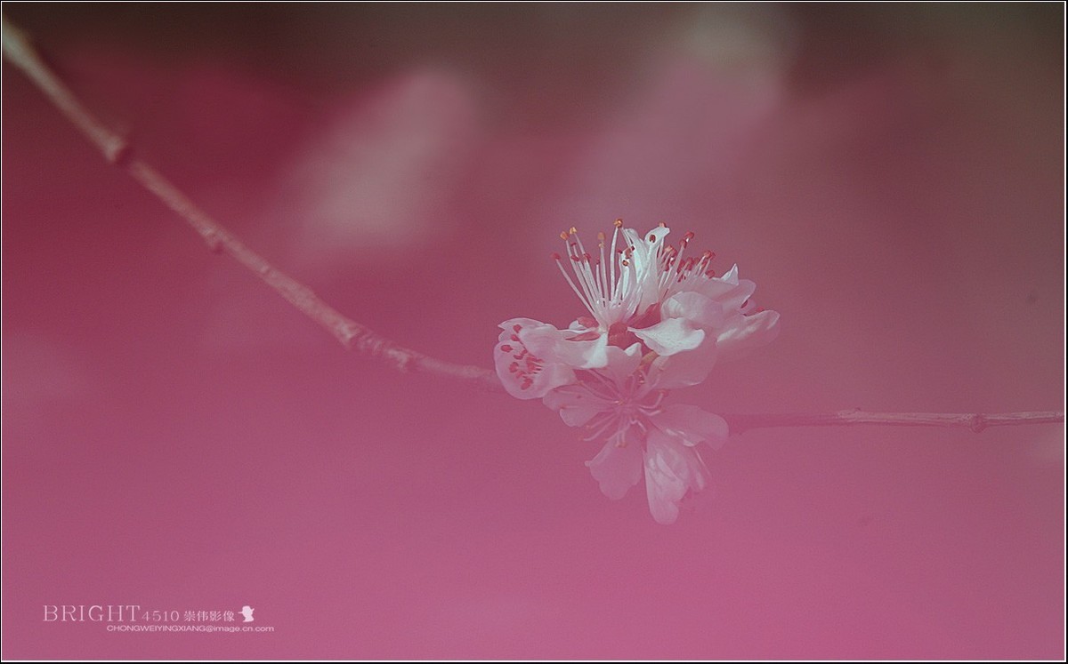 2018桃花（一）【梦幻片】