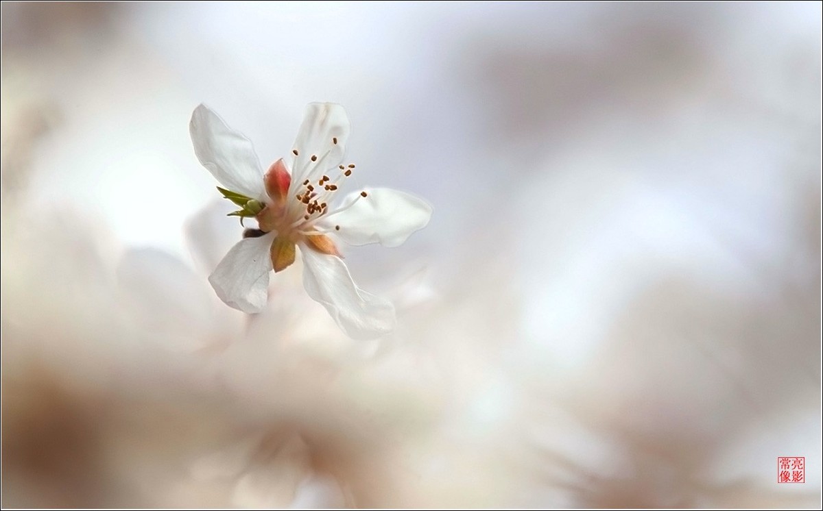 2018桃花（三）晶莹篇