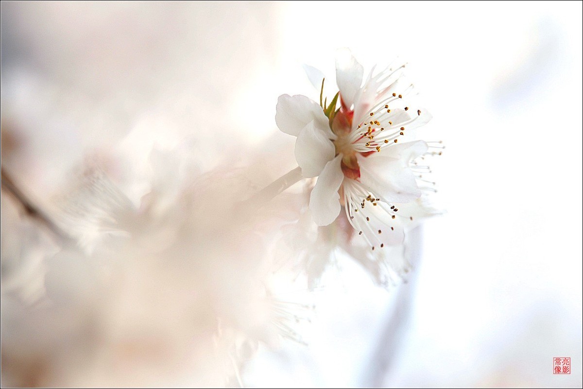 2018桃花（三）晶莹篇