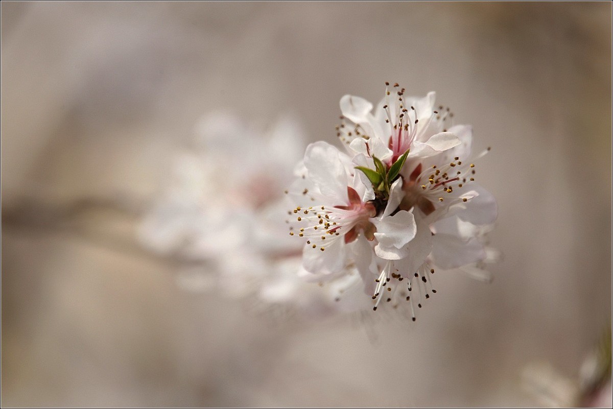 2018桃花（三）晶莹篇