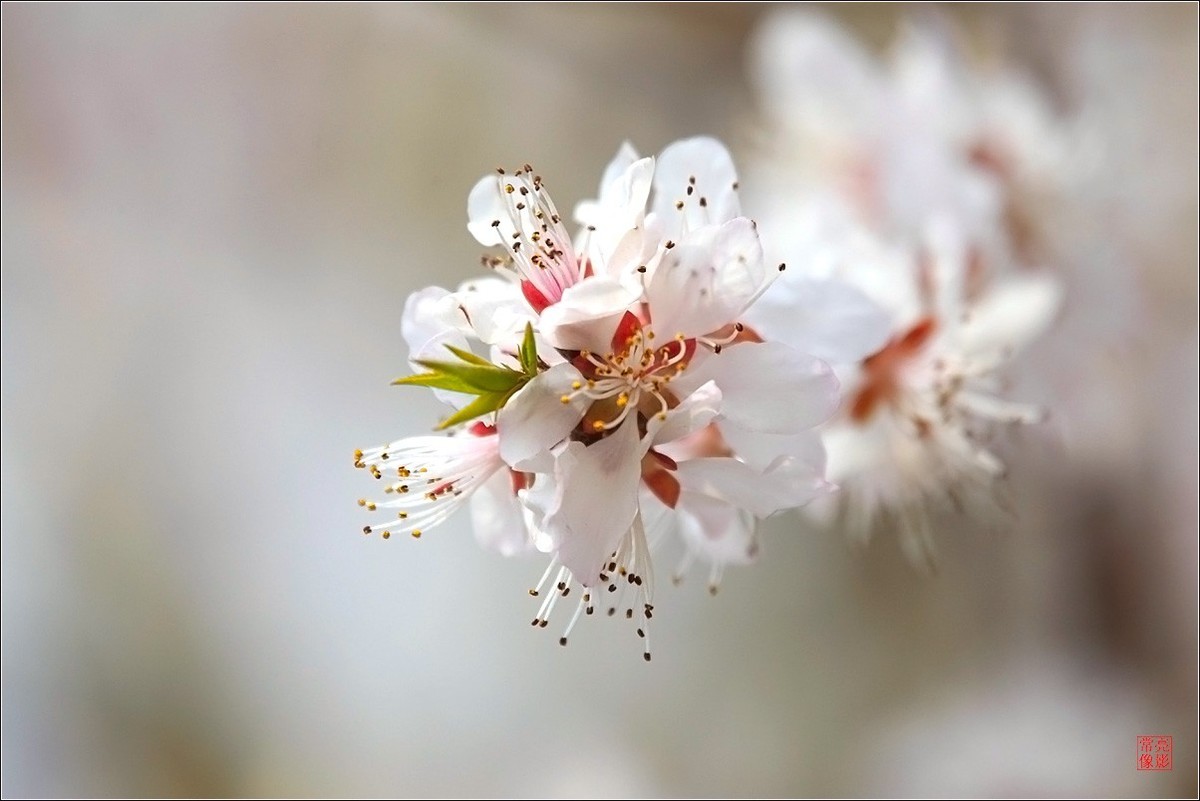 2018桃花（三）晶莹篇
