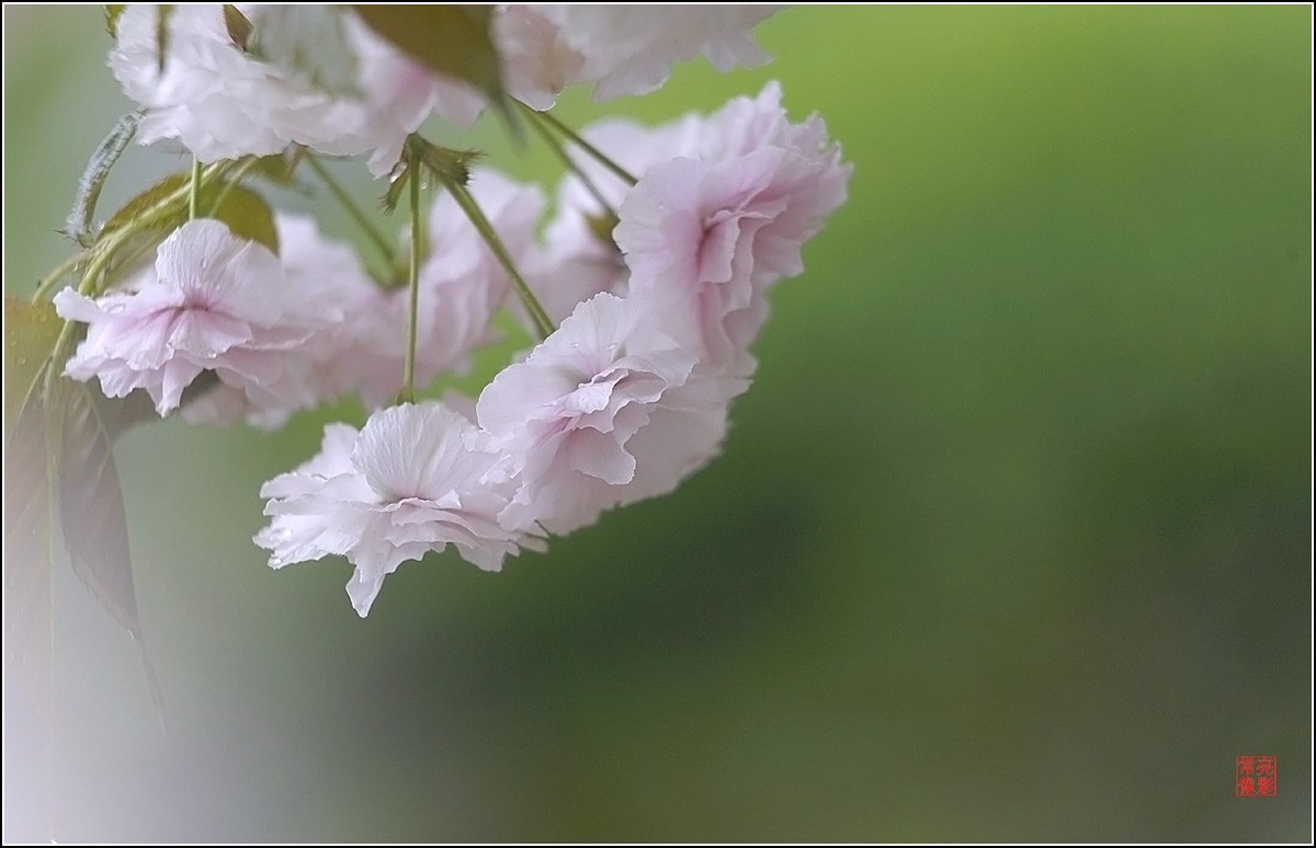 【雨打樱花】拍于成山公寓花园