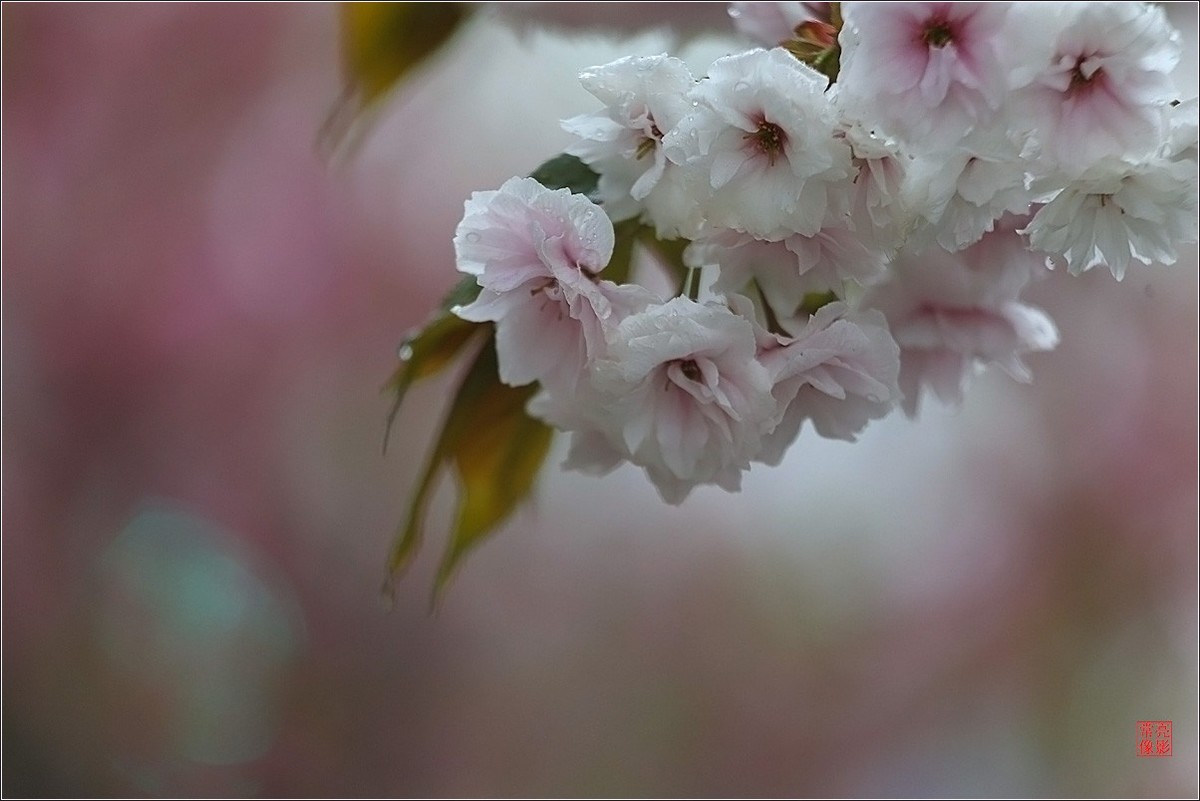 【雨打樱花】拍于成山公寓花园