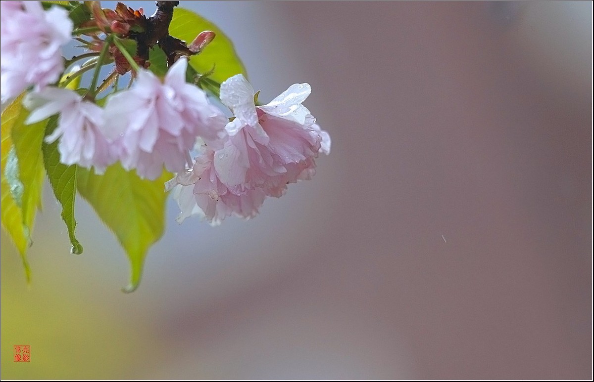 【雨打樱花】拍于成山公寓花园