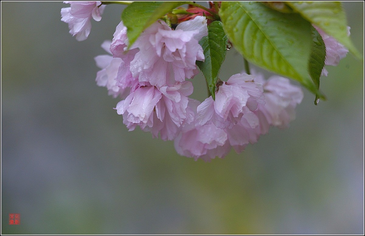 【雨打樱花】拍于成山公寓花园