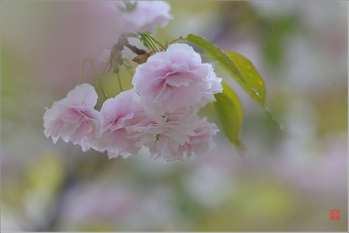 【雨打樱花】拍于成山公寓花园