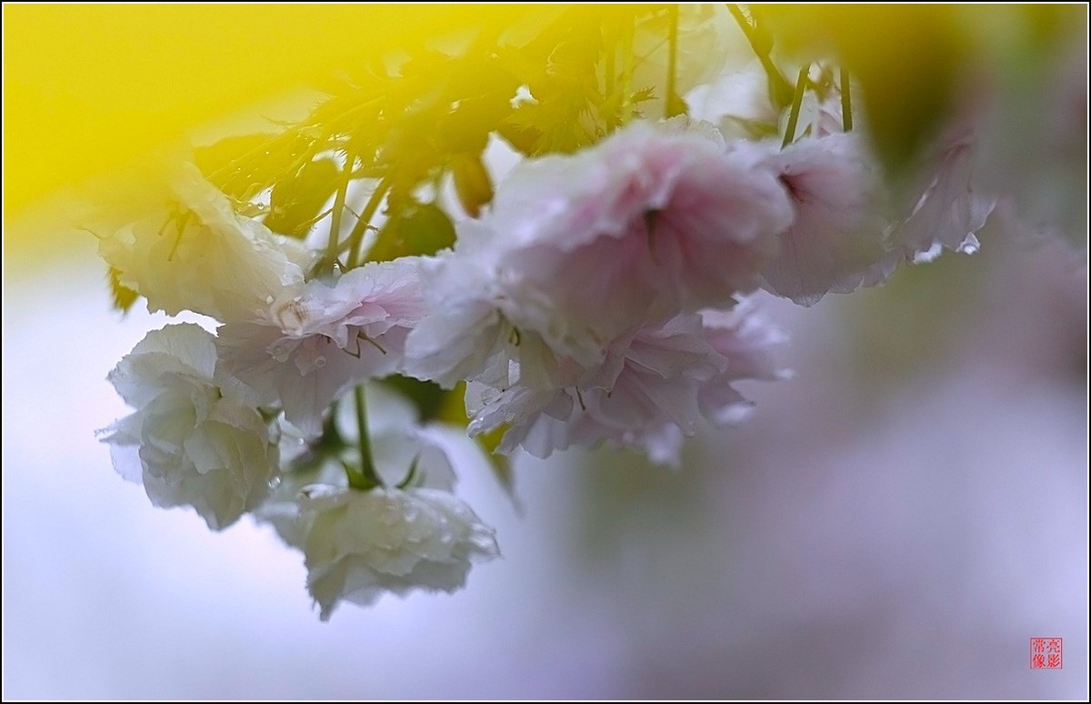 【雨打樱花】拍于成山公寓花园